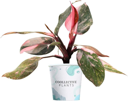 Philodendron Pink Princess Marble | Live Plant in Growers Pot, Live Indoor, Easy to Grow, Easy to Care, and Low Maintenance Houseplant by Green Root Nursery
