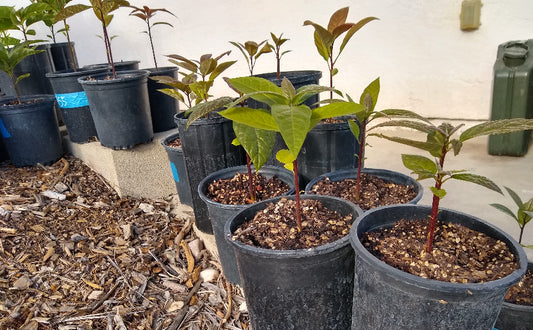Live Avocado Plant – Healthy, Potted & Ready to Grow