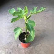 Apricot Seedlings – Grow Your Own Apricot Tree