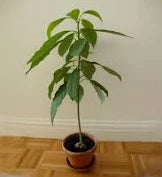 Live Avocado Plant – Healthy, Potted & Ready to Grow