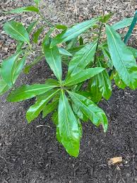 Live Organic Mangos Plant