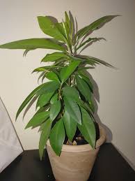 Live Mangos Plant