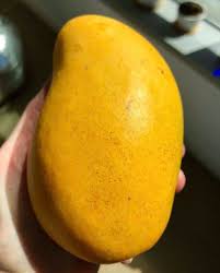 Live Mangos Plant Champagne