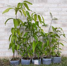 Live Mangos Plant Champagne