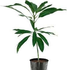 Live Mangos Plant