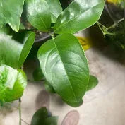 Live Meyer Lemon Seedling – Sweet Citrus Tree Starter