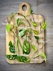 Choose your 5 fresh houseplant cuttings!