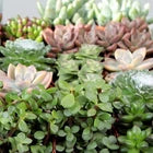 Live Succulent Plants (20 Pack) Assorted Potted Succulents Plants Live House