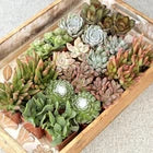 Live Succulent Plants (20 Pack) Assorted Potted Succulents Plants Live House