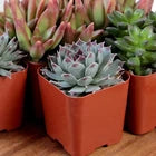 Live Succulent Plants (20 Pack) Assorted Potted Succulents Plants Live House
