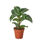 Aphelandra Zebra Plant Live Potted Houseplant