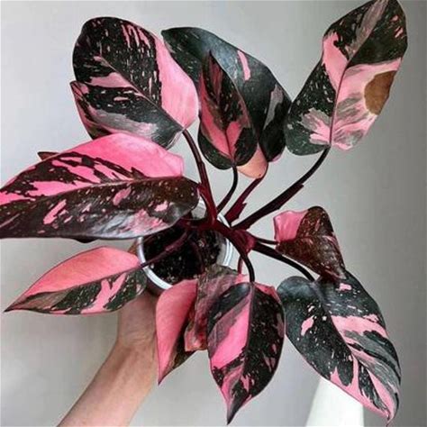 4 Philodendron Plants Live Large Collection, Rare Colors, No Pot, Fire, Pink Princess, White Princess, Monstera Deliciosa Easy Care, Indoor Plant Houseplants Home Decor