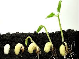 Organic  Seeds