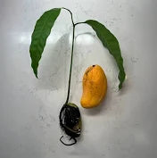 Live Mangos Plant Champagne