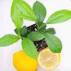 Live Meyer Lemon Seedling – Sweet Citrus Tree Starter