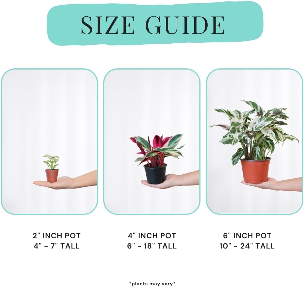 Philodendron Pink Princess Marble | Live Plant in Growers Pot, Live Indoor, Easy to Grow, Easy to Care, and Low Maintenance Houseplant by Green Root Nursery
