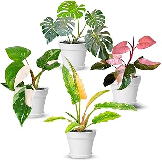 4 Philodendron Plants Live Large Collection, Rare Colors, No Pot, Fire, Pink Princess, White Princess, Monstera Deliciosa Easy Care, Indoor Plant Houseplants Home Decor