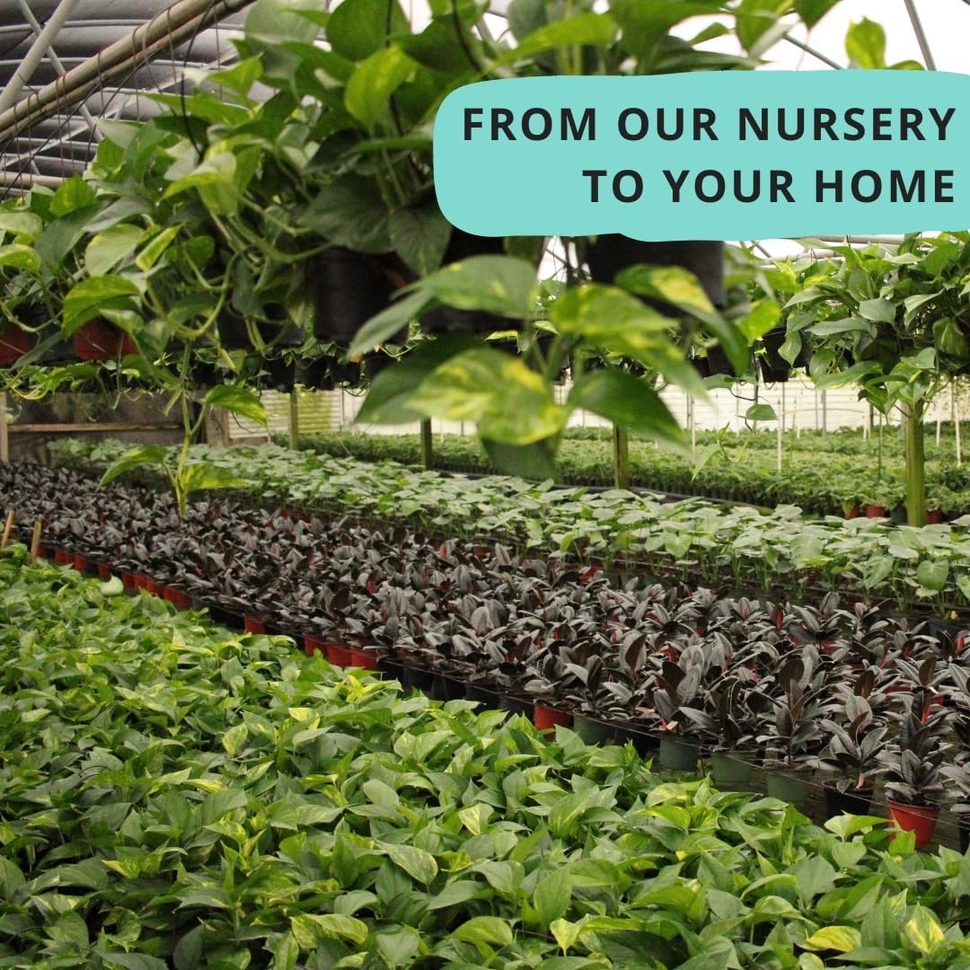 Philodendron Pink Princess Marble | Live Plant in Growers Pot, Live Indoor, Easy to Grow, Easy to Care, and Low Maintenance Houseplant by Green Root Nursery