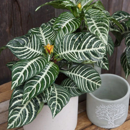 Aphelandra Zebra Plant Live Potted Houseplant