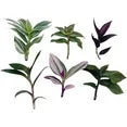 Live No Root Plant cuttings for Home Office Decor (6 Different Types Wandering Jew Leave cuttings)
