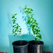 Apricot Seedlings – Grow Your Own Apricot Tree
