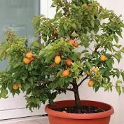 Apricot Seedlings – Grow Your Own Apricot Tree