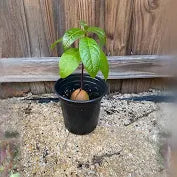 Live Avocado Plant – Healthy, Potted & Ready to Grow