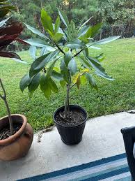 Live Mangos Plant