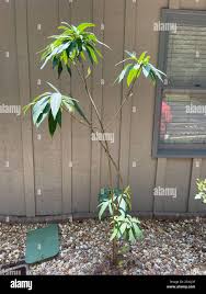 Live Mangos Plant