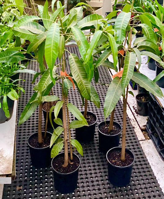 Live Organic Mangos Plant