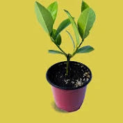 Live Meyer Lemon Seedling – Sweet Citrus Tree Starter