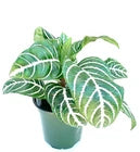 Aphelandra Zebra Plant Live Potted Houseplant