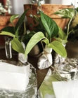Choose your 5 fresh houseplant cuttings!