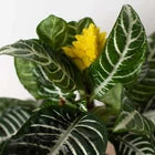 Aphelandra Zebra Plant Live Potted Houseplant