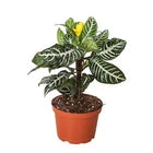 Aphelandra Zebra Plant Live Potted Houseplant