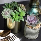 Live Succulent Plants (20 Pack) Assorted Potted Succulents Plants Live House