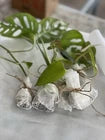Choose your 5 fresh houseplant cuttings!