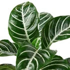 Aphelandra Zebra Plant Live Potted Houseplant