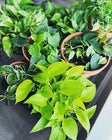 Choose your 5 fresh houseplant cuttings!