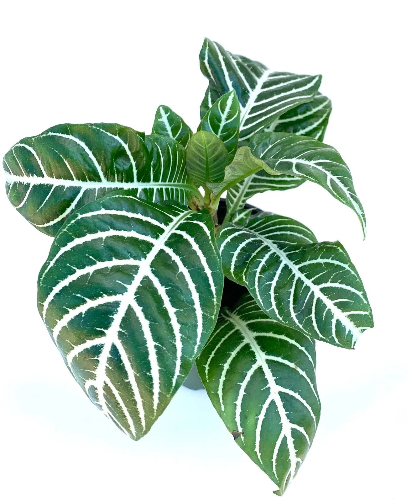 Aphelandra Zebra Plant Live Potted Houseplant