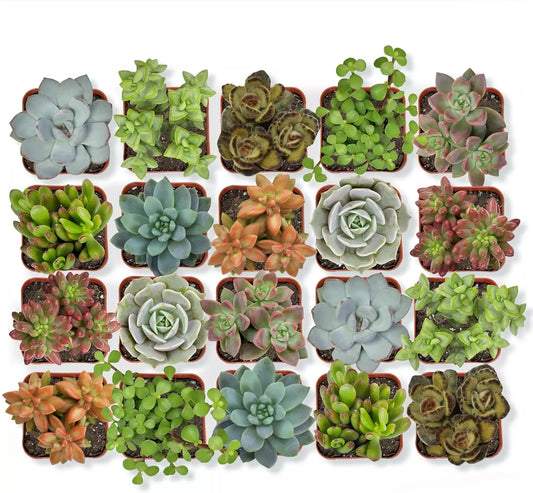 Live Succulent Plants (20 Pack) Assorted Potted Succulents Plants Live House