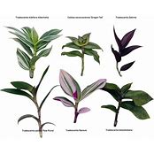 Live No Root Plant cuttings for Home Office Decor (6 Different Types Wandering Jew Leave cuttings)